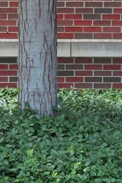 Purple Wintercreeper - Euonymus Fortunei Coloratus - 3 Pack Of Pint Pots -Plant Shop Purple Wintercreeper 8