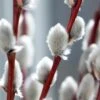 White Flowering Pussy Willow - Salix Caprea - 2 Gallon Pot -Plant Shop Pussy Willow White 2