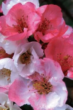 Toyo Nishiki Flowering Quince - Chaenomeles Speciosa - 5 Gallon Pot