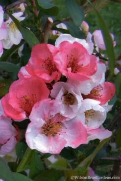 Toyo Nishiki Flowering Quince - Chaenomeles Speciosa - 2 Gallon Pot 13 Toyo Nishiki Flowering Quince - Chaenomeles Speciosa - 2 Gallon Pot -Plant Shop Quince Toyo Nishiki 2