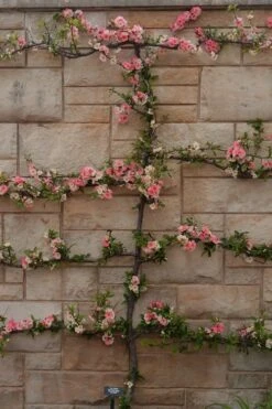 Toyo Nishiki Flowering Quince - Chaenomeles Speciosa - 5 Gallon Pot -Plant Shop Quince Toyo Nishiki 4 1
