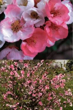 Toyo Nishiki Flowering Quince - Chaenomeles Speciosa - 2 Gallon Pot 12 Toyo Nishiki Flowering Quince - Chaenomeles Speciosa - 2 Gallon Pot -Plant Shop Quince Toyo Nishiki 6