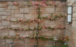 Toyo Nishiki Flowering Quince - Chaenomeles Speciosa - 2 Gallon Pot 15 Toyo Nishiki Flowering Quince - Chaenomeles Speciosa - 2 Gallon Pot -Plant Shop Quince Toyo Nishiki 9