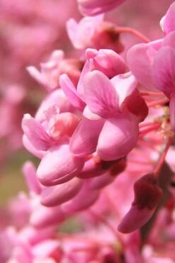 Carolina Sweetheart Eastern Redbud Tree - 5 Gallon Pot -Plant Shop Redbud Carolina Sweetheart 13
