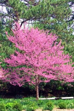 Carolina Sweetheart Eastern Redbud Tree - 5 Gallon Pot -Plant Shop Redbud Carolina Sweetheart 14
