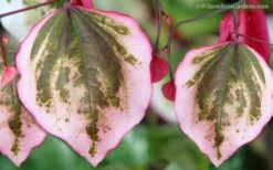 Carolina Sweetheart Eastern Redbud Tree - 5 Gallon Pot -Plant Shop Redbud Carolina Sweetheart 9