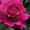 Brindabella Purple Prince Shrub Rose - 2 Gallon Pot -Plant Shop Rose Brindabella Purple Prince 1 2
