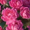 Pink Double Knock Out Rose - 3 Gallon Pot -Plant Shop Rose Double Pink Knockout BS