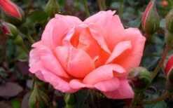 Coral Knock Out Rose - 2 Gallon Pot -Plant Shop Rose Knock Out Coral 21