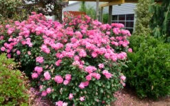 Pink Double Knock Out Rose - 3 Gallon Pot -Plant Shop Rose Knock Out Double Pink 2