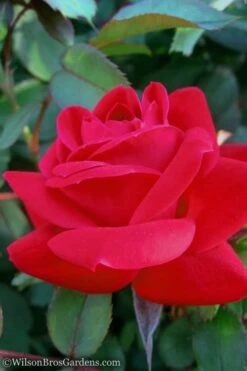 Red Double Knock Out Rose - 5 Gallon Pot 10 Red Double Knock Out Rose - 5 Gallon Pot -Plant Shop Rose Knock Out Double Red 10