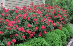 Original Red Knock Out Rose - 1 Gallon Pot -Plant Shop Rose Knock Out Original 51