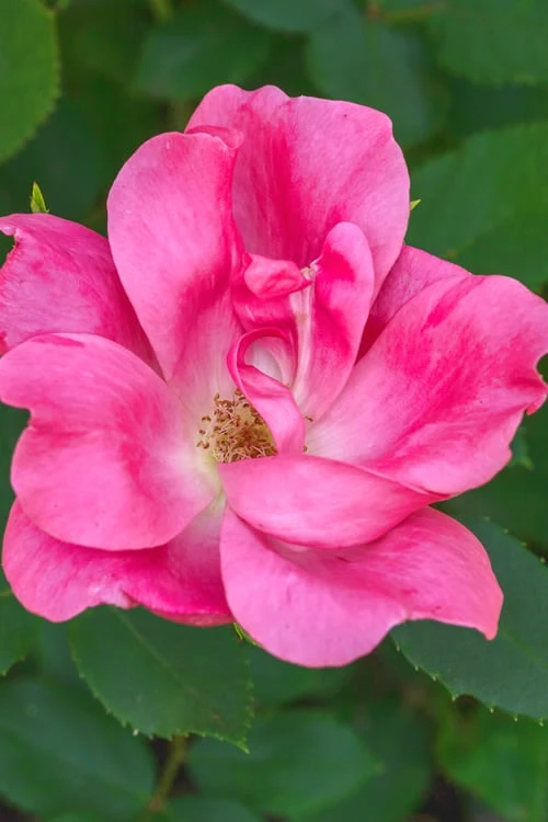 Pink Knock Out Rose - 1 Gallon Pot 3 Pink Knock Out Rose - 1 Gallon Pot