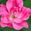 Pink Knock Out Rose - 3 Gallon Pot -Plant Shop Rose Knock Out Pink 5