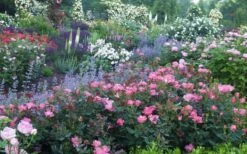 Pink Knock Out Rose - 1 Gallon Pot 14 Pink Knock Out Rose - 1 Gallon Pot -Plant Shop Rose Knock Out Pink 8 1