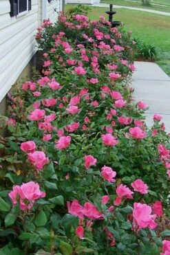 Pink Knock Out Rose - 1 Gallon Pot 12 Pink Knock Out Rose - 1 Gallon Pot -Plant Shop Rose Knock Out Pink 9 1