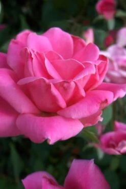Pink Double Knock Out Rose - 3 Gallon Pot -Plant Shop Rose Knock Out Pink Double 10