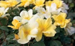 Sunny Yellow Knock Out Rose - 2 Gallon Pot -Plant Shop Rose Knock Out Sunny 11