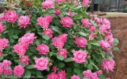 Pink Double Knock Out Rose - 3 Gallon Pot -Plant Shop Rose Knockout Pink Double 21