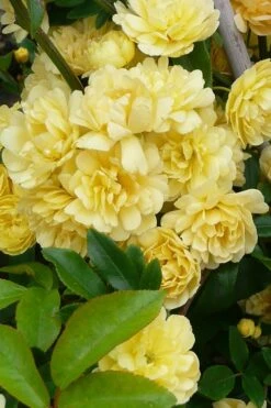 Lady Banks Yellow Rose - 5 Gallon Pot -Plant Shop Rose Lady Banks Yellow 20 1