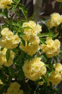 Lady Banks Yellow Rose - 5 Gallon Pot -Plant Shop Rose Lady Banks Yellow 21 1