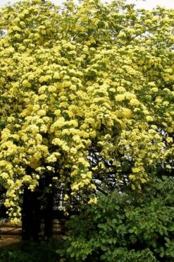 Lady Banks Yellow Rose - 2 Gallon Pot -Plant Shop Rose Lady Banks Yellow 25 3
