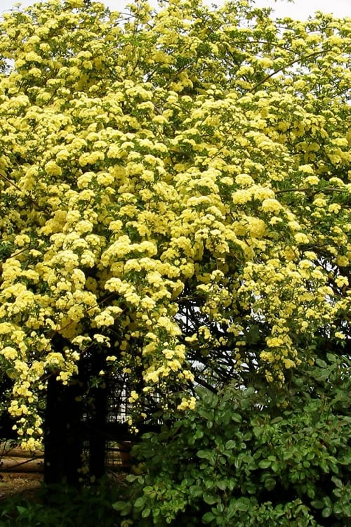 Lady Banks Yellow Rose - 1 Gallon Pot 6 Lady Banks Yellow Rose - 1 Gallon Pot - Image 4