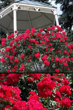 Linda Campbell Hybrid Rugosa Rose - 3 Gallon Pot -Plant Shop Rose Linda Campbell 3