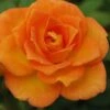 Sunrosa Orange Delight Dwarf Shrub Rose - 1 Gallon Pot -Plant Shop Rose Orange Sunrosa 10
