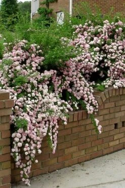 Petite Pink Scotch Miniature Rose - 1 Gallon Pot -Plant Shop Rose Petite Scotch Pink 10