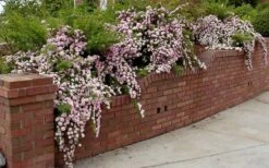 Petite Pink Scotch Miniature Rose - 1 Gallon Pot -Plant Shop Rose Petite Scotch Pink 2