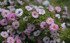 Petite Pink Scotch Miniature Rose - 1 Gallon Pot -Plant Shop Rose Petite Scotch Pink 4