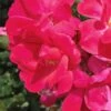 Original Red Knock Out Rose - 1 Gallon Pot -Plant Shop Rose Red Knock Out 10