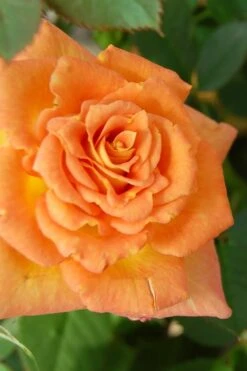 Sunrosa Orange Delight Dwarf Shrub Rose - 1 Gallon Pot -Plant Shop Rose Sunrosa Orange Delight 1