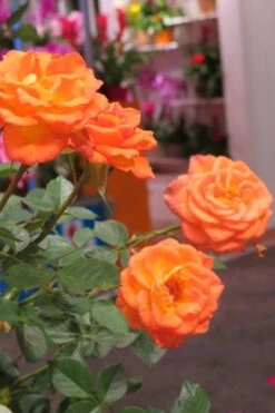 Sunrosa Orange Delight Dwarf Shrub Rose - 1 Gallon Pot -Plant Shop Rose Sunrosa Orange Delight 50