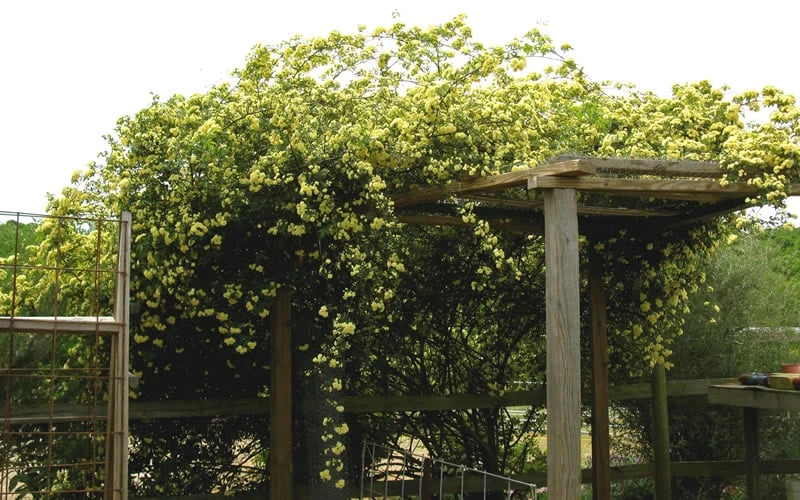 Lady Banks Yellow Rose - 3 Gallon Pot 12 Lady Banks Yellow Rose - 3 Gallon Pot - Image 10