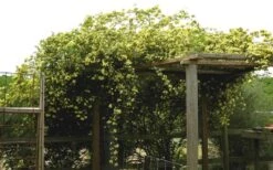 Lady Banks Yellow Rose - 1 Gallon Pot 21 Lady Banks Yellow Rose - 1 Gallon Pot -Plant Shop Rose Yellow Lady Banks On Pergola