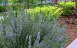 Arp Rosemary - 1 Gallon Pot -Plant Shop Rosemary Arp Blooming