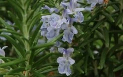 Arp Rosemary - 1 Gallon Pot -Plant Shop Rosemary Arp Closeup 2