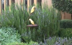 Tuscan Blue Rosemary - 1 Gallon Pot 10 Tuscan Blue Rosemary - 1 Gallon Pot -Plant Shop Rosemary Tuscan Blue 2