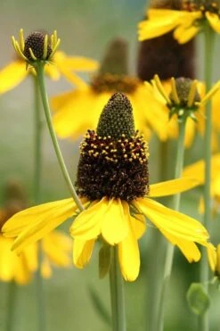 Great Coneflower (Rudbeckia Maxima ) - 6 Pack Of 1 Gallon Pots -Plant Shop Rudbeckia Maxima Great Coneflower 1
