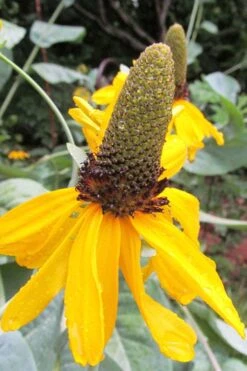 Great Coneflower (Rudbeckia Maxima ) - 6 Pack Of 1 Gallon Pots -Plant Shop Rudbeckia Maxima Great Coneflower 6