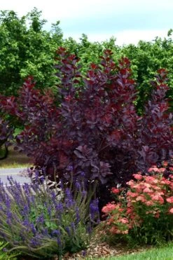 Royal Purple Smoke Tree (Smokebush) - 5 Gallon Pot -Plant Shop SMoke Tree Royal Purple 20