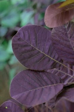 Royal Purple Smoke Tree (Smokebush) - 5 Gallon Pot -Plant Shop SMoke Tree Royal Purple 22