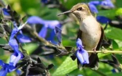 Black And Blue Salvia (Blue Anise Sage) - Salvia Guaranitica - 6 Pack Of 1 Gallon Pots -Plant Shop Salvia Black And Blue 3