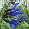 Black And Blue Salvia (Blue Anise Sage) - Salvia Guaranitica - 6 Pack Of 1 Gallon Pots