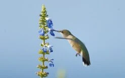 Bog Sage - Salvia Uliginosa - 3 Pack Of Quart Pots -Plant Shop Salvia Bog Hummingbird