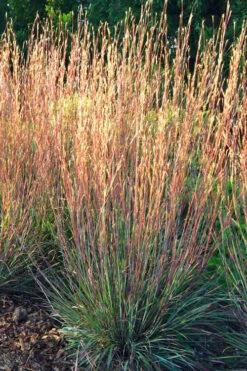 Carousel Little Bluestem Grass (Schizachyrium Scoparium) - 6 Pack Of 1 Gallon Pots -Plant Shop Schizachyrium scoparium carousel little bluestem grass 1