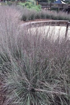 Carousel Little Bluestem Grass (Schizachyrium Scoparium) - 6 Pack Of 1 Gallon Pots -Plant Shop Schizachyrium scoparium carousel little bluestem grass 10