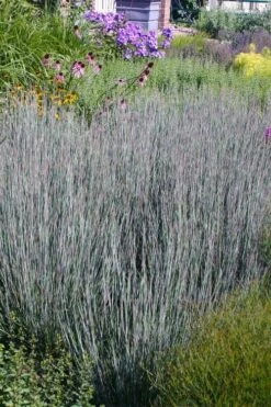 Carousel Little Bluestem Grass (Schizachyrium Scoparium) - 6 Pack Of 1 Gallon Pots -Plant Shop Schizachyrium scoparium carousel little bluestem grass 2